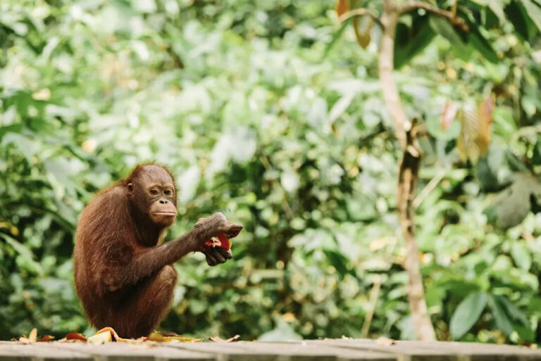 Fütterung der Orang-Utans