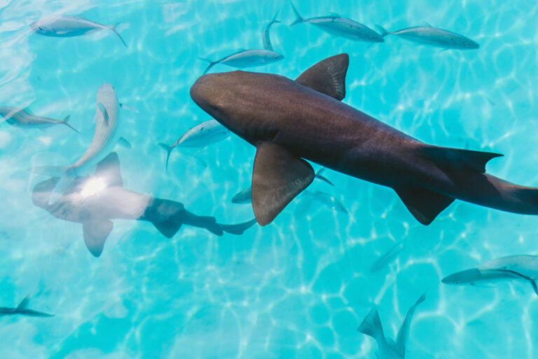 Ammenhaie sind in dem klaren Wasser leicht zu entdecken