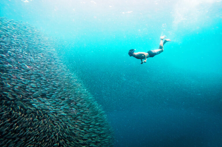 Beeindruckender Sardine Run