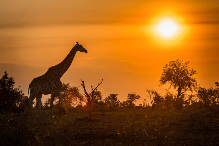 Magische Sonnenuntergänge