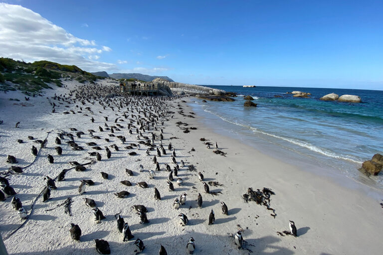 Pinguinkolonie am Boulders Beach