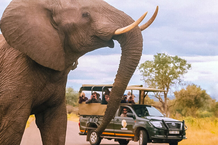 Eindrucksvolle Safarierlebnisse