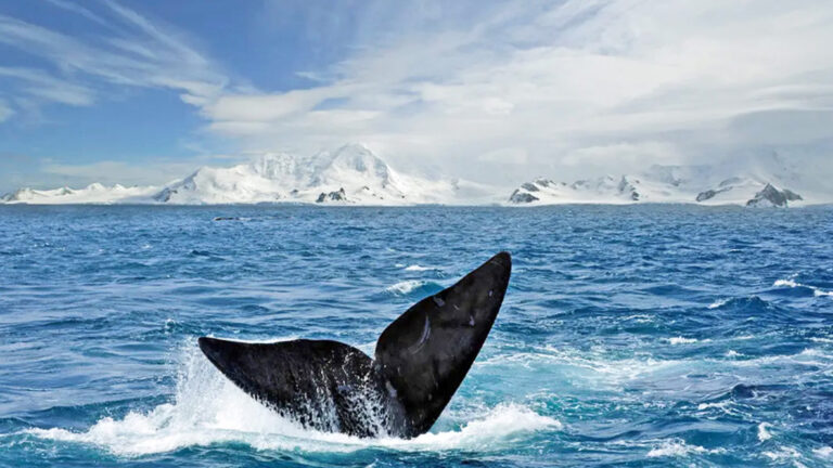 Das Beste der Antarktis – Walbeobachtung traveljunkies