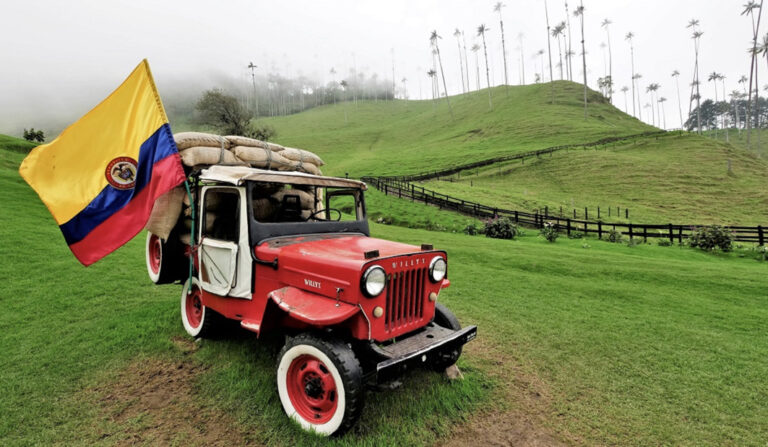 Quindio-Wachspalmen werden bis zu 60 m hoch