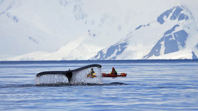 Das Beste der Antarktis – Walbeobachtung mit WWF traveljunkies