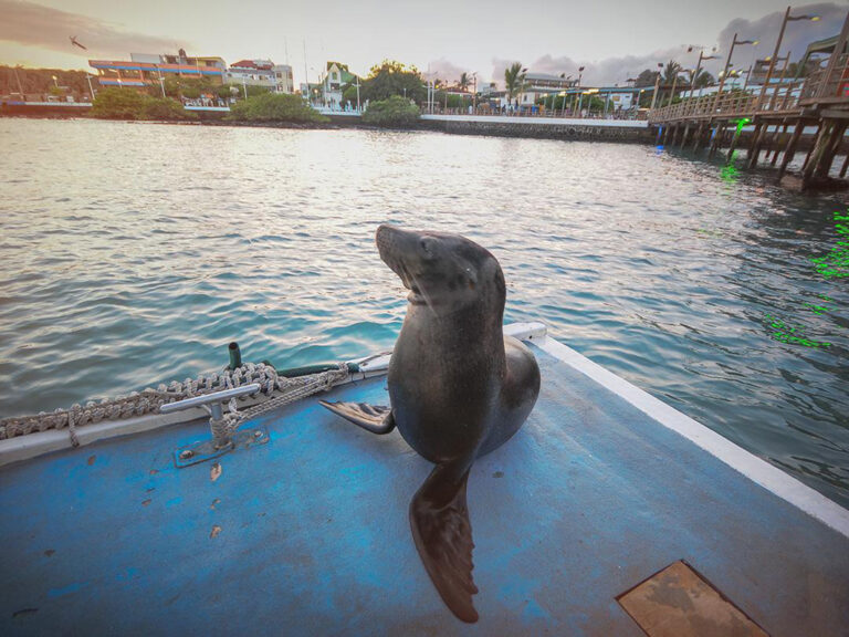 Seelöwe vor Puerto Ayora