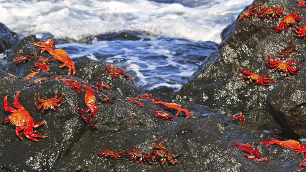 Große Abenteuer-Kreuzfahrt auf den Galapagos Inseln traveljunkies
