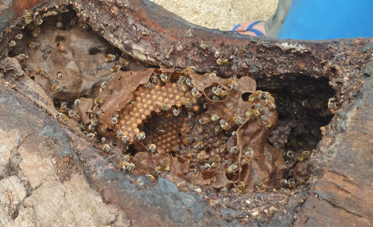 Stachellose Bienen