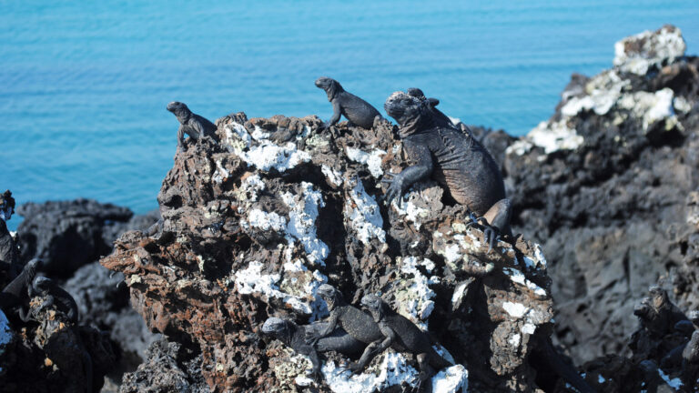 Das Beste der nördlichen, zentralen und südlichen Galapagos Inseln traveljunkies