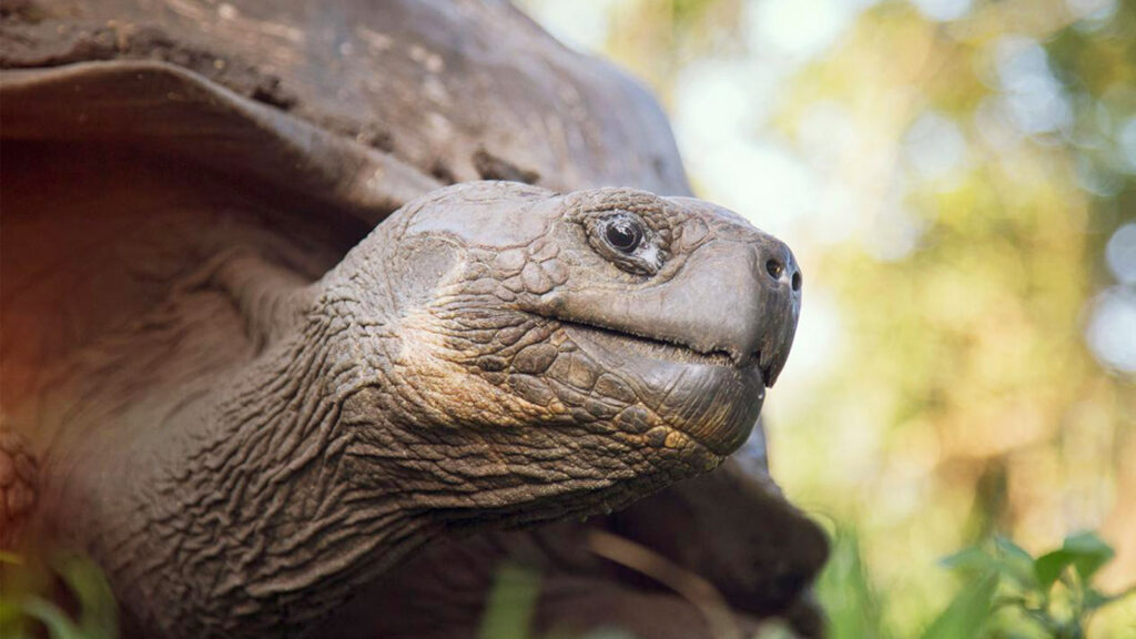Der fantastische Norden der Galapagos-Inseln mit einem Boot traveljunkies
