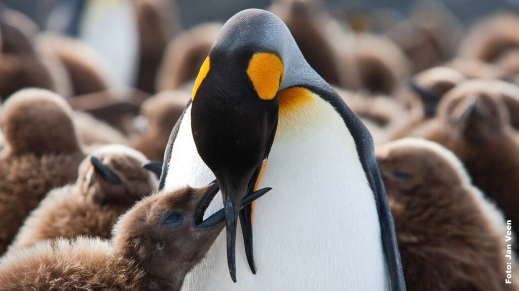 Expeditionskreuzfahrt: Falkland-Inseln – Südgeorgien – Antarktische Halbinsel traveljunkies