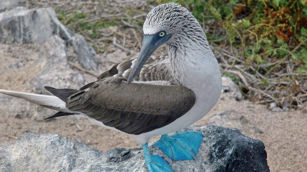 Schiffskreuzfahrt im Naturwunder der Galapagos-Inseln traveljunkies