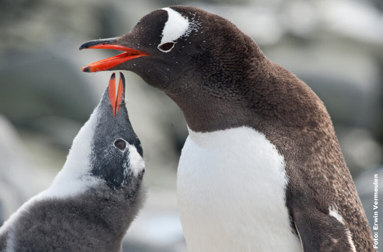 Eselspinguin mit Nachwuchs