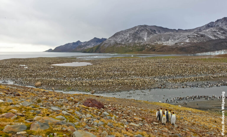 Königspinguine in St. Andrews Bay