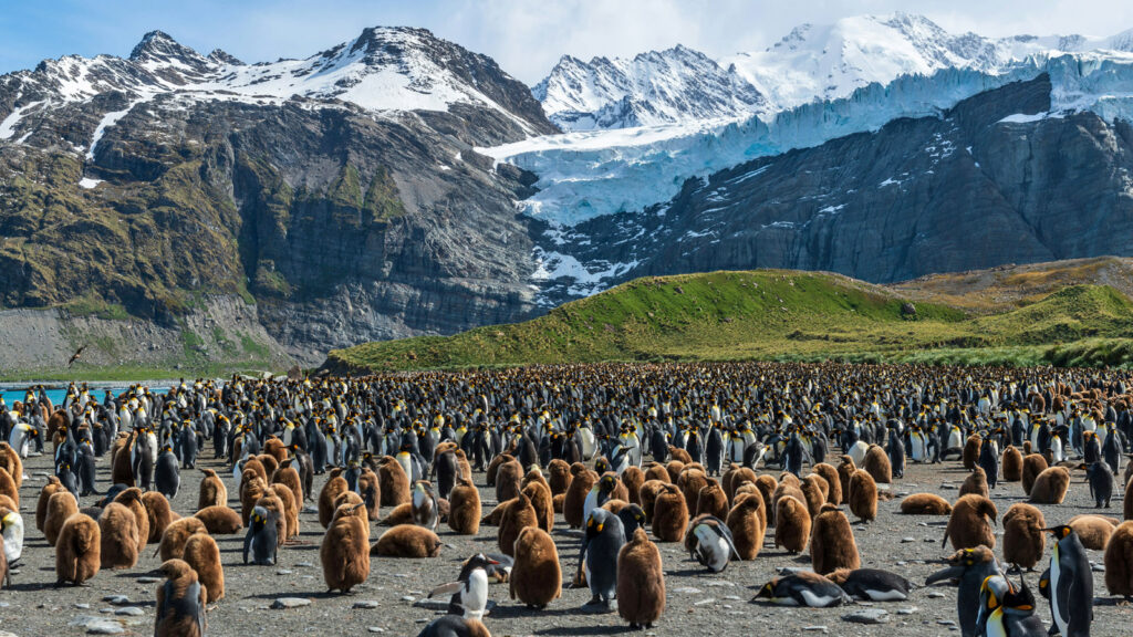 Komplettpaket: Falklandinseln, Südgeorgien und Antarktis bis zum Südpolarkreis traveljunkies