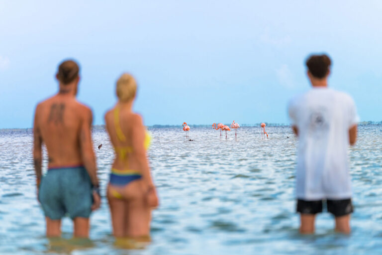 Sogar Flamingos gibt es hier!