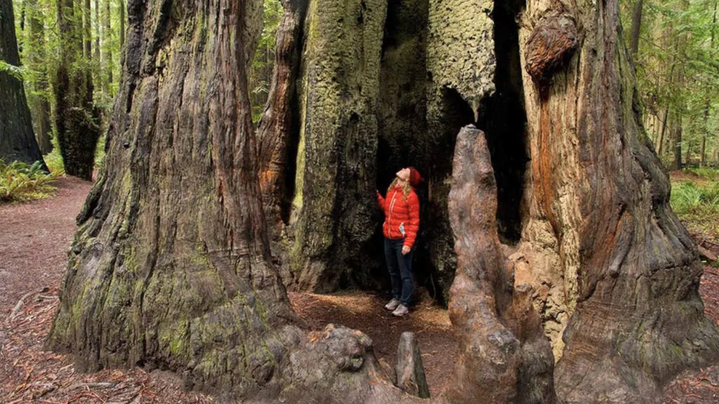 Oregon Roadtrip von San Francisco nach Seattle traveljunkies