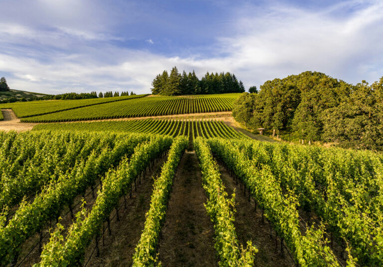 Weinberg im Willamette Valley