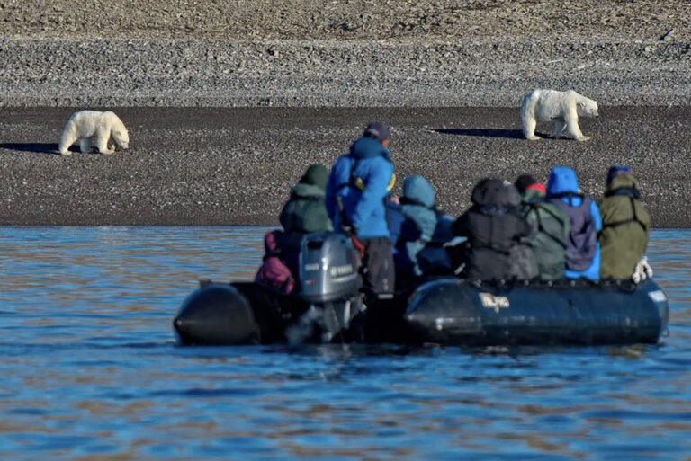 Die Eisbären aus nächster Nähe beobachten