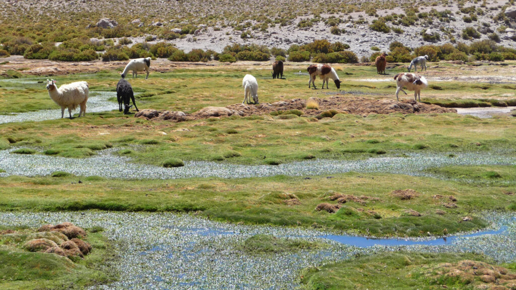 Die Höhepunkte von Peru, Bolivien, Chile & Argentinien traveljunkies