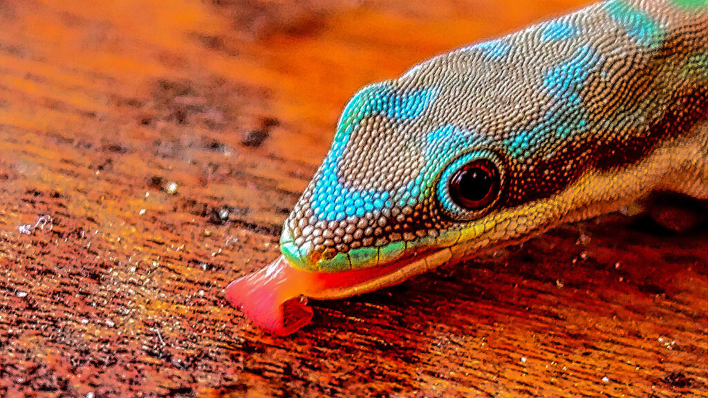 Echse mit rausgestreckter Zunge