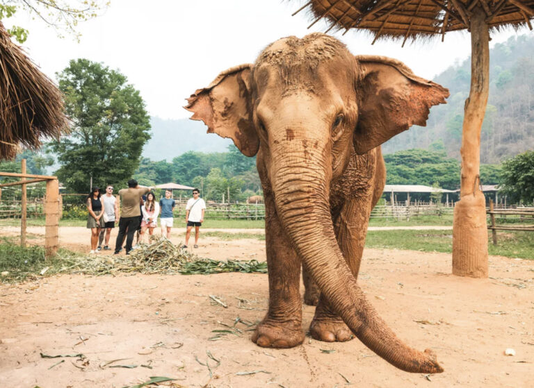 Besuch im Elephant Nature Park