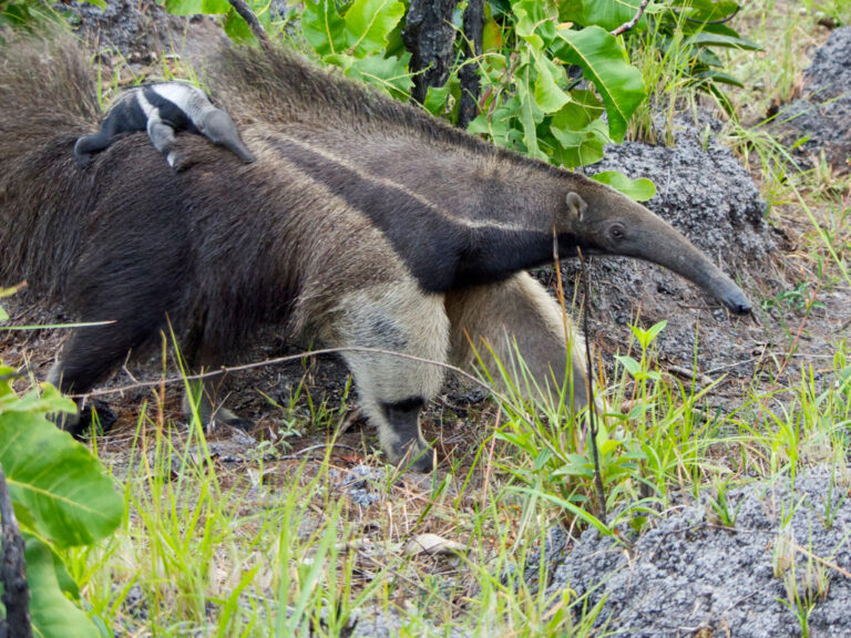 Ameisenbär mit Nachwuchs