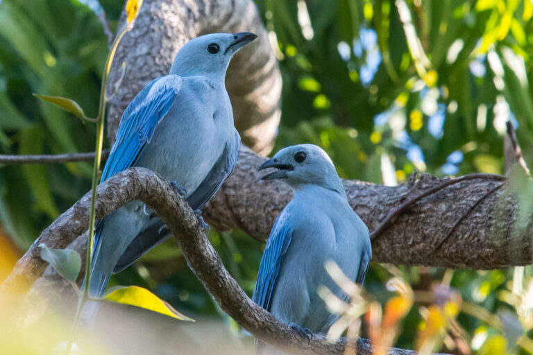 Bischofstangare – blaue Vögel im Dschungel