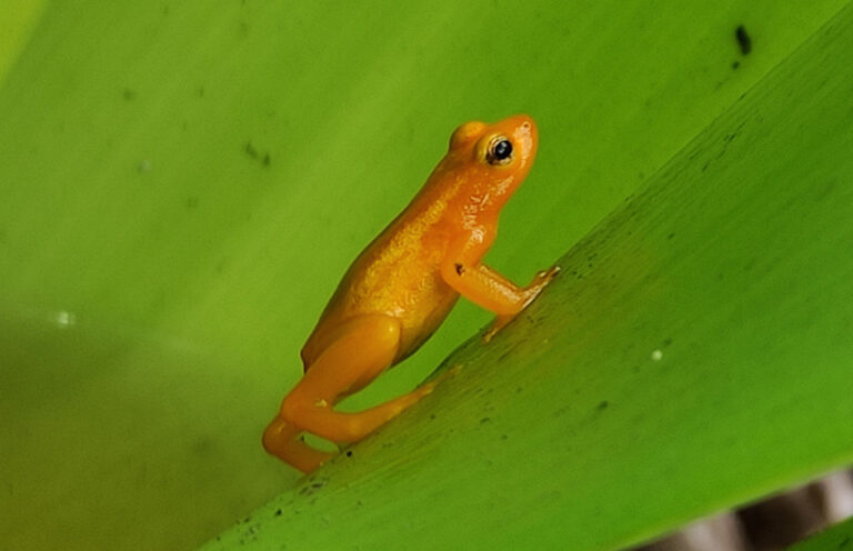 Gelber Frosch auf grünem Blatt