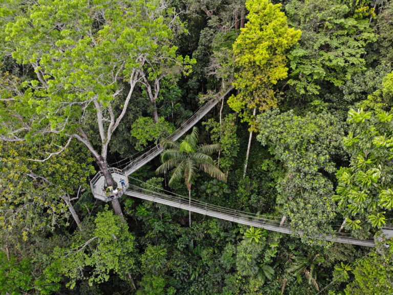 Aufregender Iwokrama Canopy Walkway