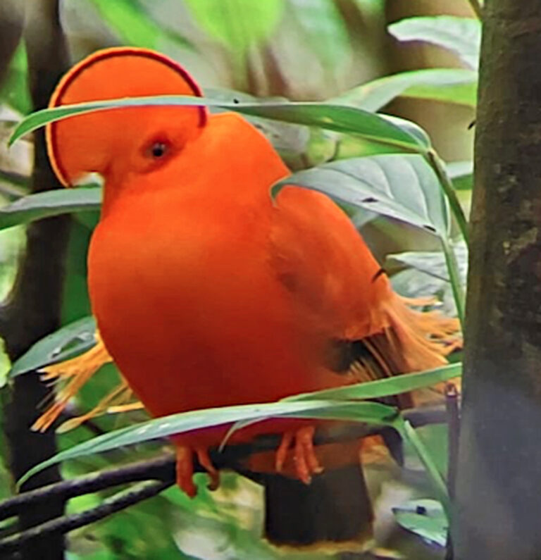 Tiefland-Felsenhahn – orangfarbener Vogel zwischen grünen Blättern