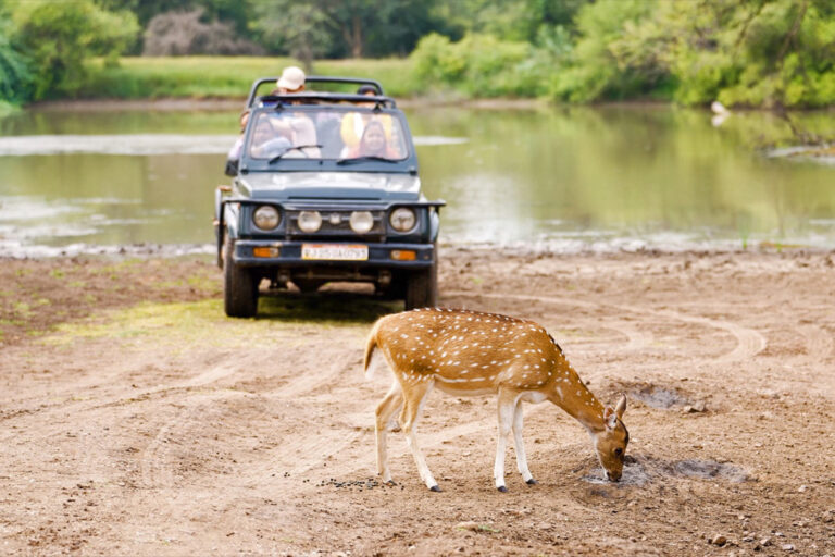 Auf Safari im Ranthambore Nationalpark