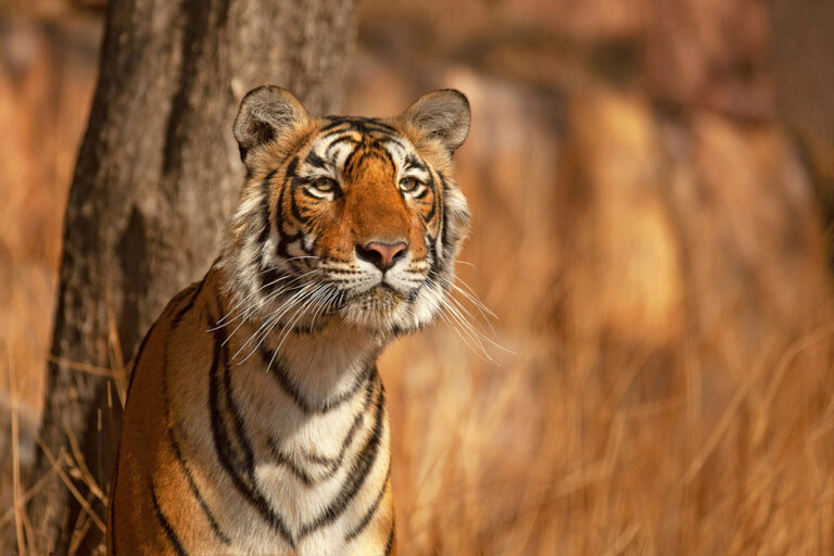Eindrucksvoller bengalischer Tiger