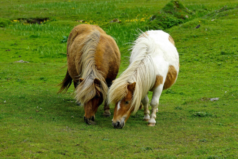 Die berühmten Shetlandponys
