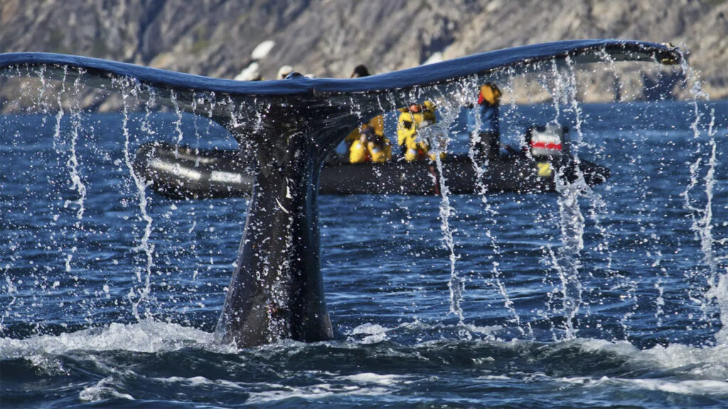 Arktis-Kreuzfahrt: Kanada – Grönland traveljunkies