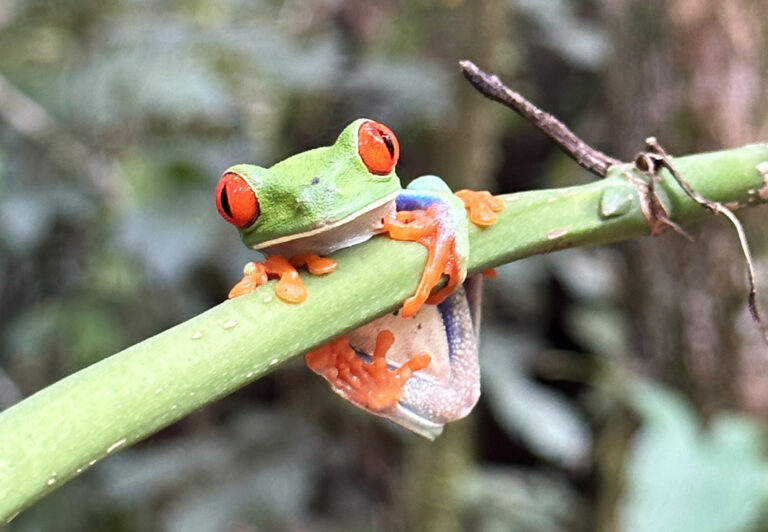 Der ikonische Rotaugenlaubfrosch