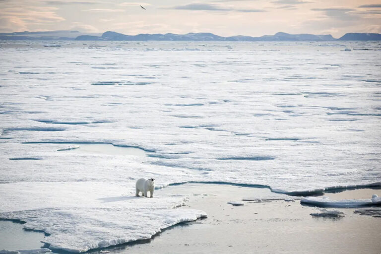Eisbär in Sicht!