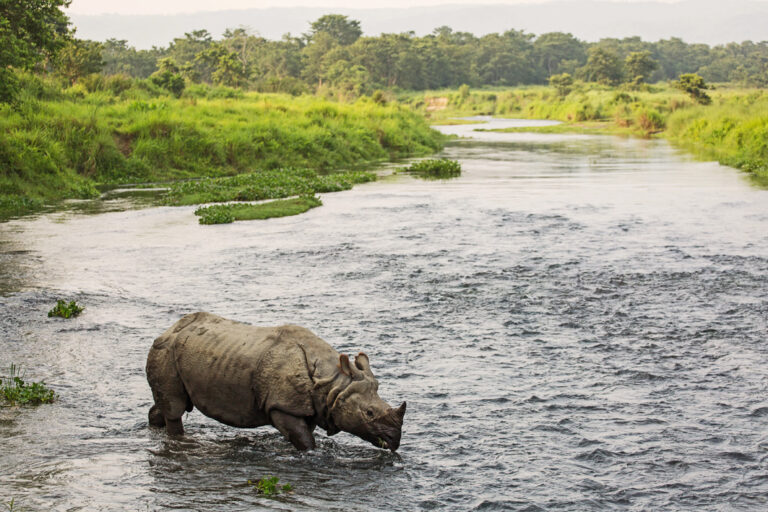 Nashorn im Fluss im Chitwan Nationalpark