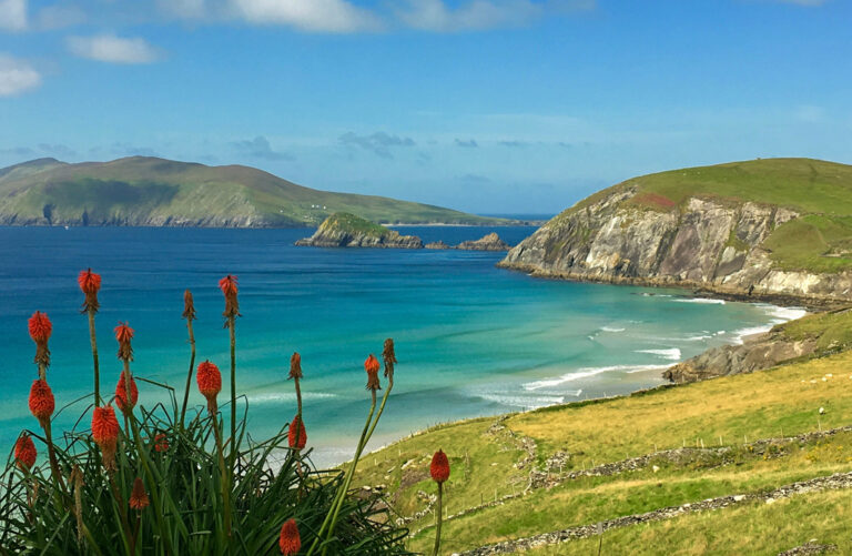 Küste Dingle Halbinsel, Blumen im Vordergrund
