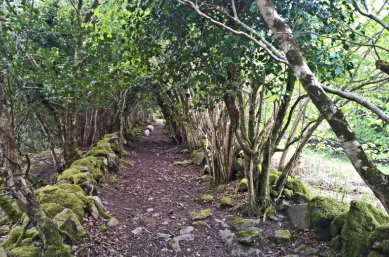 Wanderweg