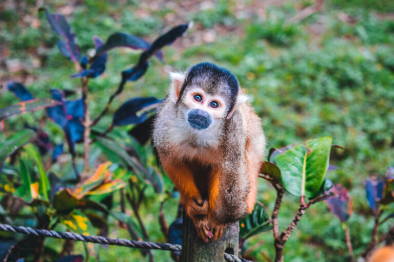 Affe auf Ishigaki