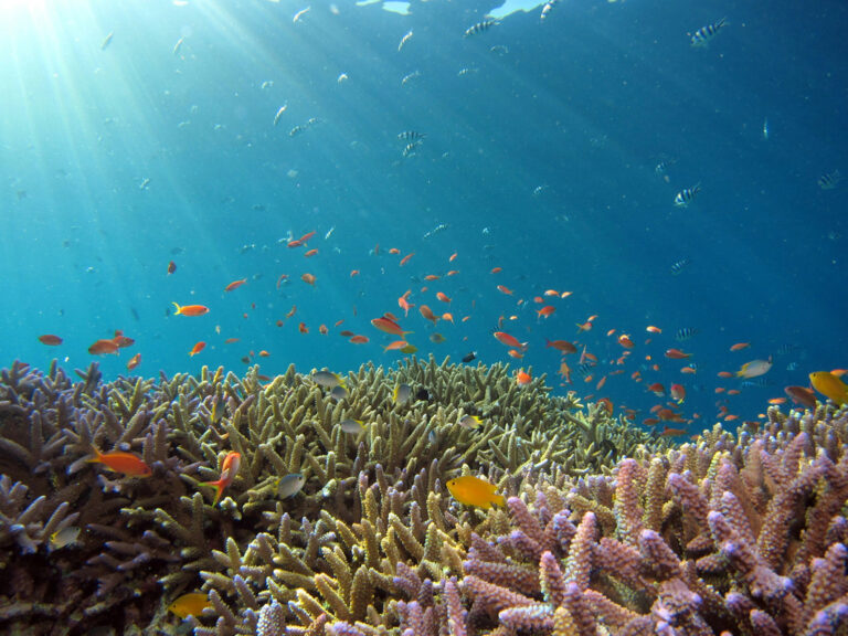 Fische und Korallen