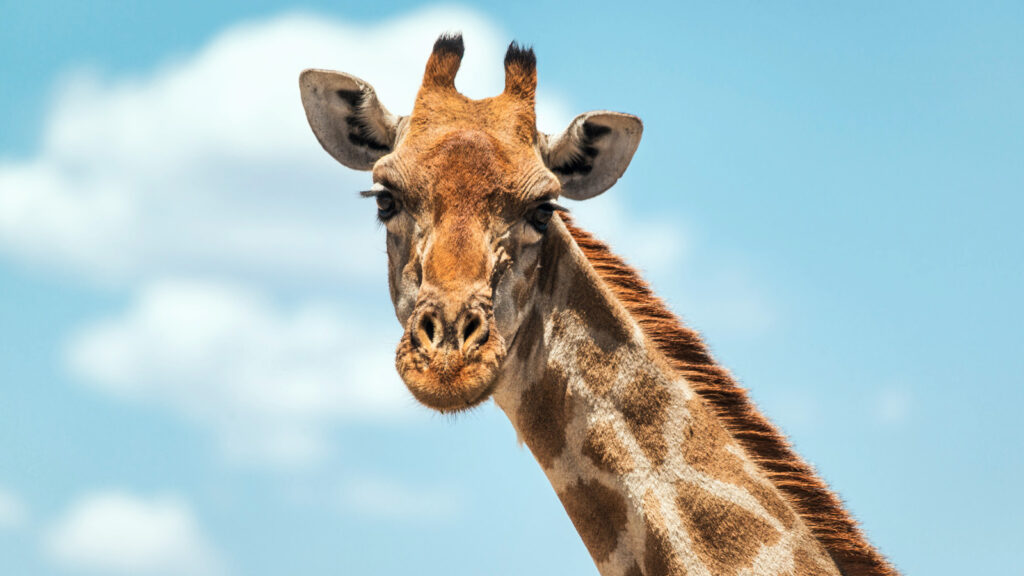 Giraffenkopf vor blauem Himmel