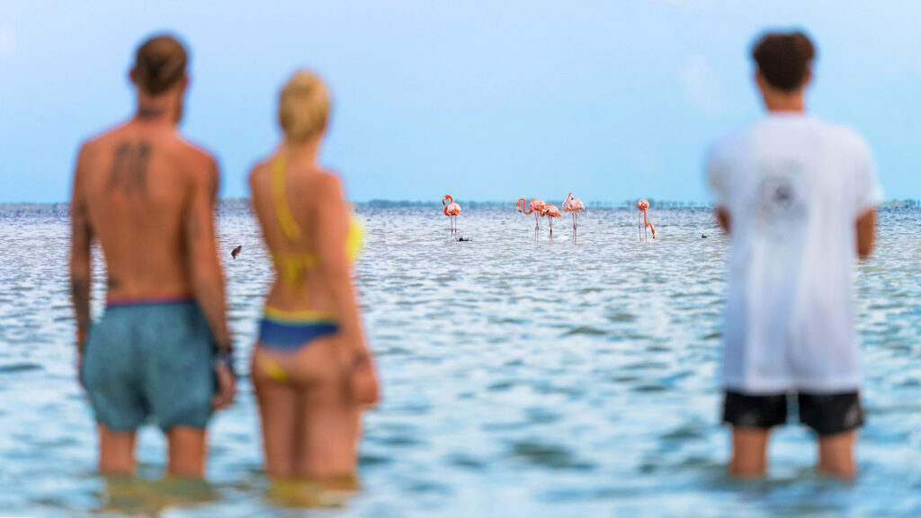 Reisende beobachten Flamingos in der Lagune