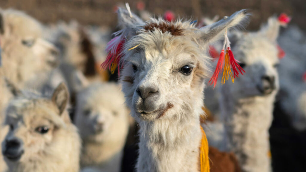 Alpakaherde