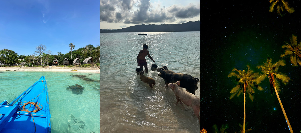 Collage Daracotan Island – Anreise mit Boot, Schweine füttern im Meer und Palmen unter Sternenhimmel