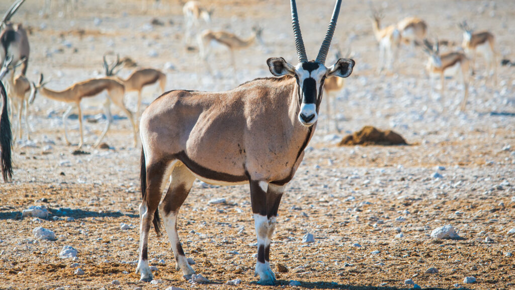 Antilope im Etosha Nationalpark