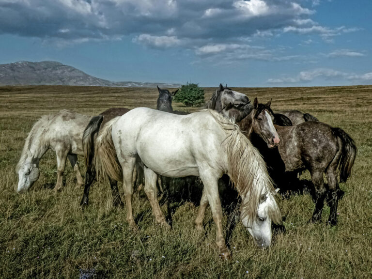 Wildpferde in Livno