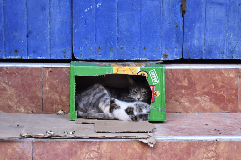 Katze im Pappkarton
