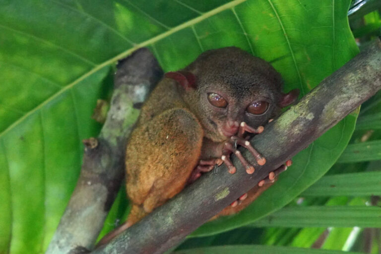 Putziger Tarsier im Schutzzentrum auf Bohol